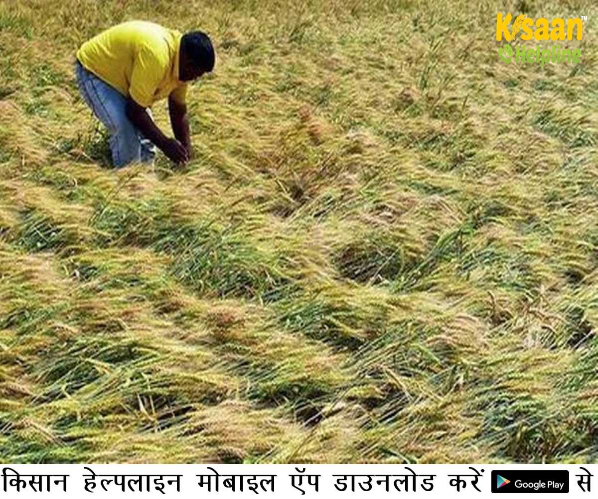 उत्तर भारत में बेमौसम बारिश और ओलावृष्टि से रबी फसलों पर असर उत्तर भारत में बेमौसम बारिश और ओलावृष्टि से रबी फसलों पर असर