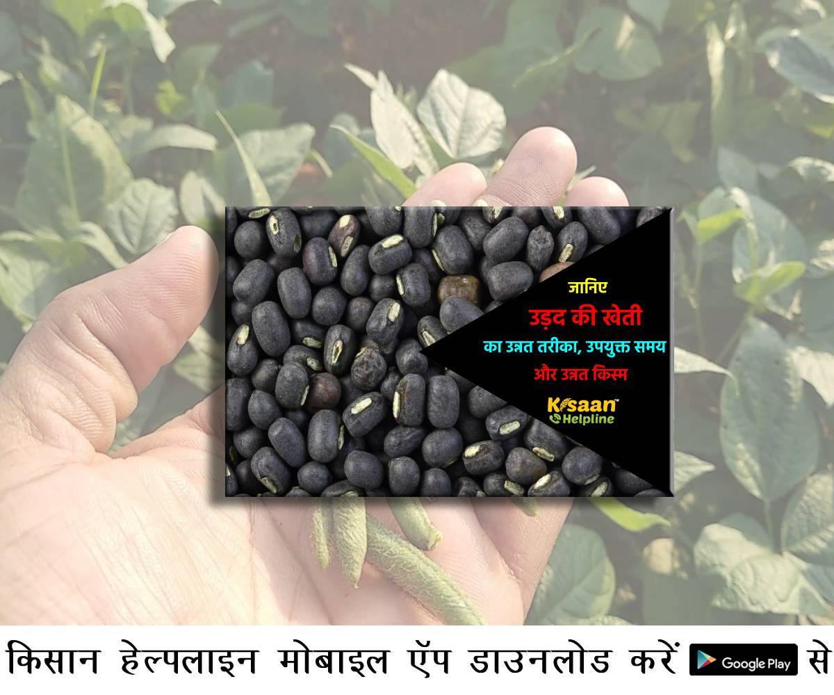 जानिए उड़द की खेती का उन्नत तरीका, उपयुक्त समय और उन्नत किस्म