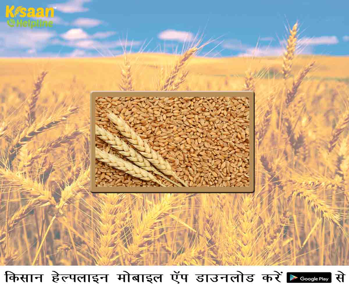 समर्थन मूल्य पर गेंहूँ उपार्जन की प्रक्रिया को बनाया गया और अधिक सरल समर्थन मूल्य पर गेंहूँ उपार्जन की प्रक्रिया को बनाया गया और अधिक सरल