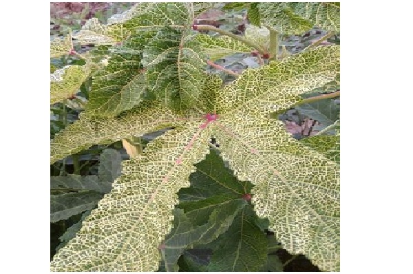 भिंडी फसल में पीली शिरा चित्तीदार विषाणु (पीला नस मोज़ेक वायरस) से छुटकारा पाएं