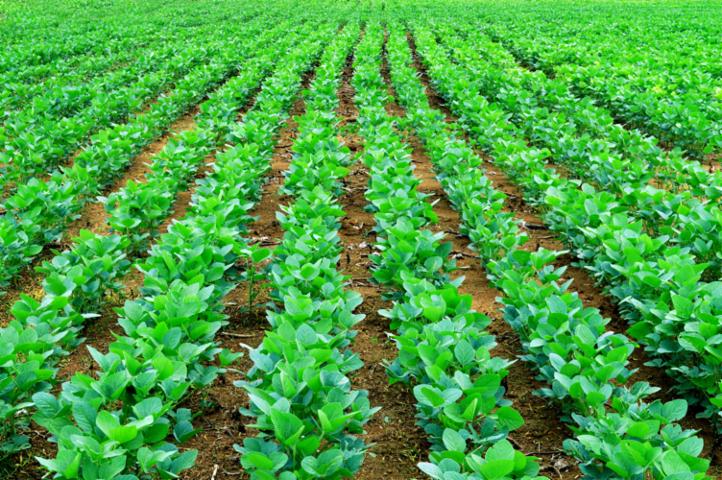 सोयाबीन की नई किस्म से किसानों की चांदी सोयाबीन की नई किस्म से किसानों की चांदी