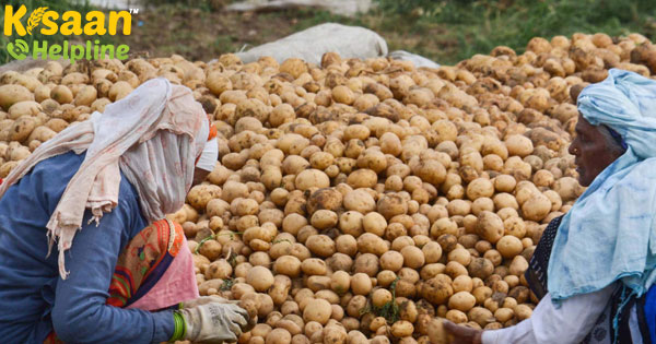 आलू की कीमतें 20% -30% लॉकडाउन के दौरान उत्तर प्रदेश में बढ़ोतरी हुई आलू की कीमतें 20% -30% लॉकडाउन के दौरान उत्तर प्रदेश में बढ़ोतरी हुई