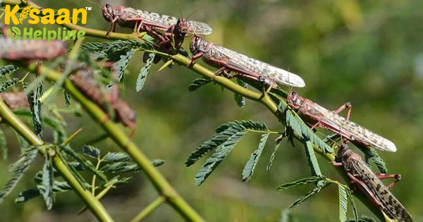 राजस्थान में ताजा टिड्डी हमले का सामना, हरियाणा और गुजरात भी खतरे में राजस्थान में ताजा टिड्डी हमले का सामना, हरियाणा और गुजरात भी खतरे में