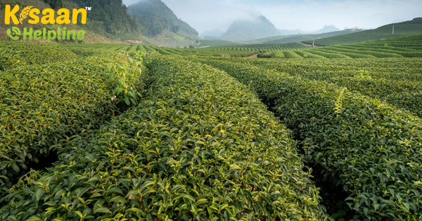 पिछले वित्त वर्ष में चाय का निर्यात 5.6 प्रतिशत घटा पिछले वित्त वर्ष में चाय का निर्यात 5.6 प्रतिशत घटा
