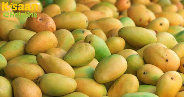 सीआईएस बनारसी लंगड़ा, चौसा आम के लिए जीआई टैग के लिए प्रक्रिया शुरू सीआईएस बनारसी लंगड़ा, चौसा आम के लिए जीआई टैग के लिए प्रक्रिया शुरू