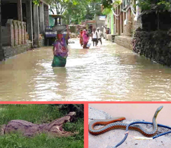 बारिश के बाद नदियां उफान पर, मगरमच्छ और सांप निकलने से दहशत में लोग बारिश के बाद नदियां उफान पर, मगरमच्छ और सांप निकलने से दहशत में लोग
