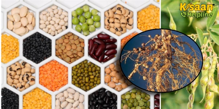 दलहनी फसलों में राइजोबियम कल्चर का महत्त्व दलहनी फसलों में राइजोबियम कल्चर का महत्त्व