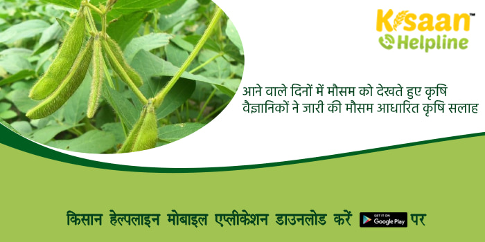 Agriculture Advisory: आने वाले दिनों में मौसम को देखते हुए कृषि वैज्ञानिकों ने जारी की मौसम आधारित कृषि सलाह Agriculture Advisory: आने वाले दिनों में मौसम को देखते हुए कृषि वैज्ञानिकों ने जारी की मौसम आधारित कृषि सलाह