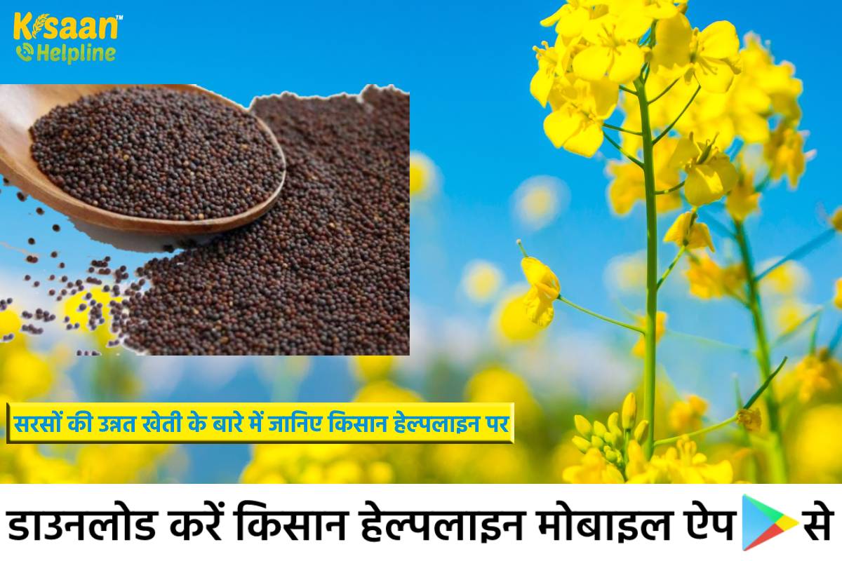 सरसों की अगेती किस्मों की खेती करने का बिल्कुल सही समय, अच्छी पैदावार के लिए अपने क्षेत्र के हिसाब से विकसित किस्मों की ही करें बुवाई