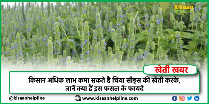 किसान अधिक लाभ कमा सकते है चिया सीड्स की खेती करके, जानें क्या हैं इस फसल के फायदे