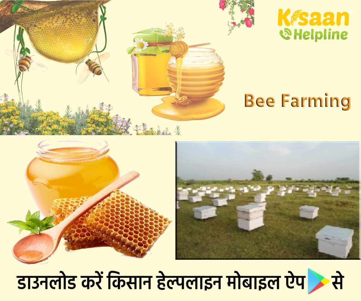 Success Story: एक सीमांत भूमि धारक किसान जो मधुमक्खी पालन से कमाते है करोड़ों रूपये, और लगभग 6,000 किसानों को किया प्रशिक्षित Success Story: एक सीमांत भूमि धारक किसान जो मधुमक्खी पालन से कमाते है करोड़ों रूपये, और लगभग 6,000 किसानों को किया प्रशिक्षित