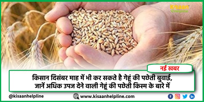 किसान दिसंबर माह में भी कर सकते है गेहूं की पछेती बुवाई, जानें अधिक उपज देने वाली गेहूं की पछेती किस्म के बारे में