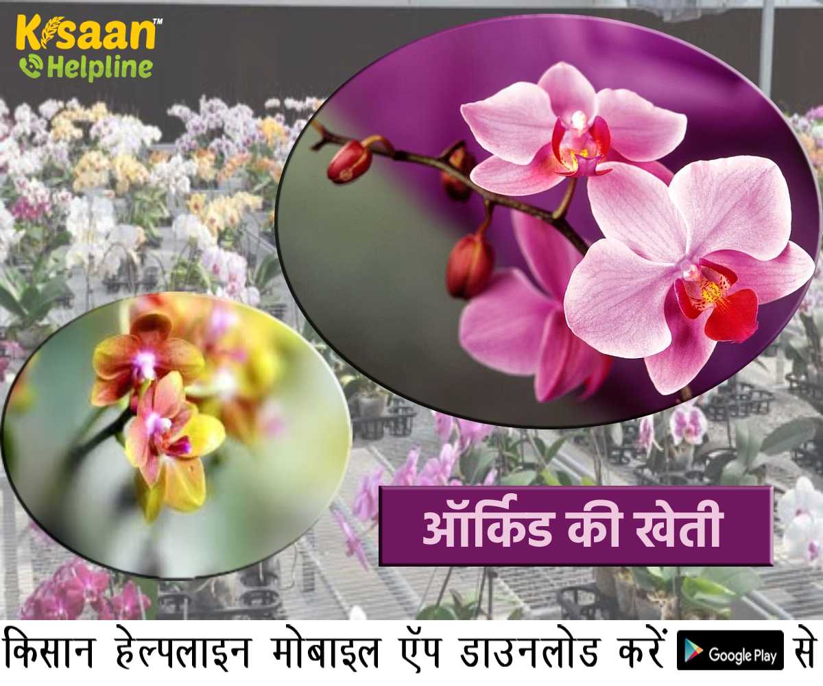 Orchid Farming: फूलों की खेती से कमाएं भारी मुनाफा, जानिए ऑर्किड की उन्नत खेती की सम्पूर्ण जानकारी