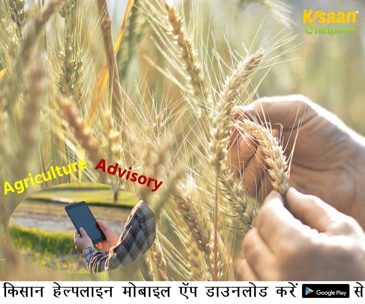 Agriculture Advisory: किसानों के लिए कृषि वैज्ञानिकों का विशेष सुझाव, जानिए मौसम आधारित साप्ताहिक कृषि परामर्श Agriculture Advisory: किसानों के लिए कृषि वैज्ञानिकों का विशेष सुझाव, जानिए मौसम आधारित साप्ताहिक कृषि परामर्श