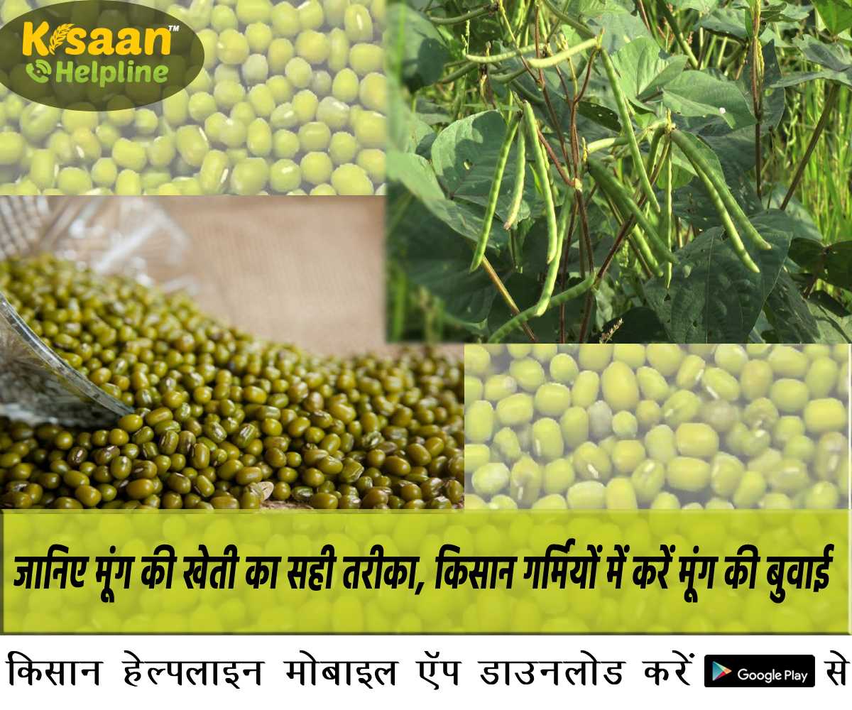 जानिए मूंग की खेती का सही तरीका, किसान गर्मियों में करें मूंग की बुवाई