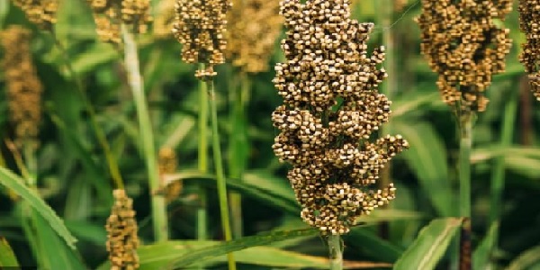 ज्वार हरा चारा फसल उगाने की तकनीक एवं उन्नत किस्मों की जानकारी ज्वार हरा चारा फसल उगाने की तकनीक एवं उन्नत किस्मों की जानकारी