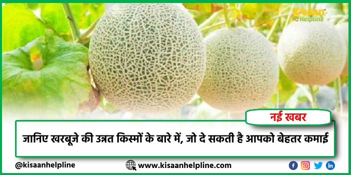 जानिए खरबूजे की उन्नत किस्मों के बारे में, जो दे सकती है आपको बेहतर कमाई