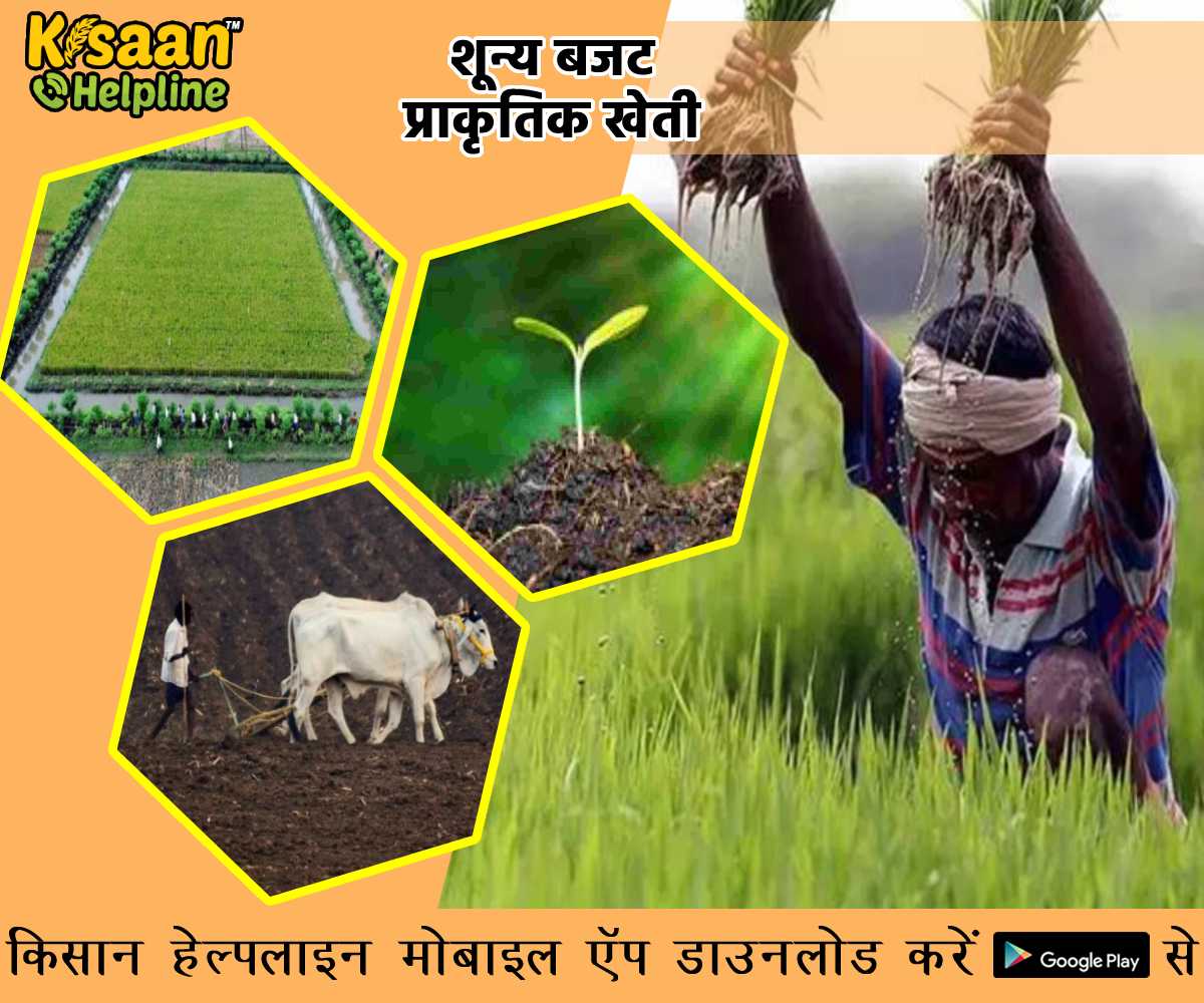 जानिए शून्य बजट प्राकृतिक खेती के बारे में, कम लागत में कमाए अधिक मुनाफा जानिए शून्य बजट प्राकृतिक खेती के बारे में, कम लागत में कमाए अधिक मुनाफा