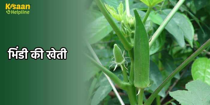 भिंडी की खेती: यहां के किसान खास तकनीक से उगा रहे हैं भिंडी, अब इस तकनीक से हो रही है बम्पर कमाई