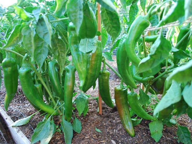 मिर्ची की उन्नत खेती कर इटावा पाटीदार लाखों का लाभ कमा रहे मिर्ची की उन्नत खेती कर इटावा पाटीदार लाखों का लाभ कमा रहे