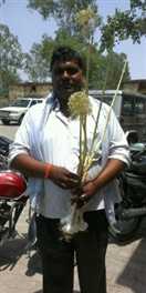 चीन जैसा लहसुन उगाएंगे किसान  चीन जैसा लहसुन उगाएंगे किसान