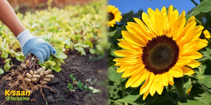 मूंगफली, सूरजमुखी और तिल फसलों की बुआई, जानिए बुवाई का उचित समय और उर्वरक प्रबंधन