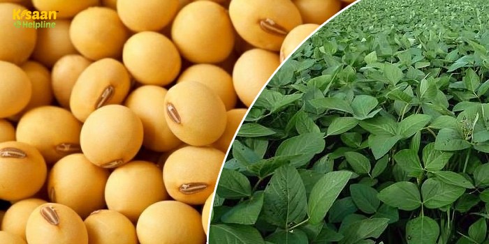 सोयाबीन की ये दो नई किस्में, देगी भरपूर उत्पादन, वैज्ञानिक ने की इन दो किस्मों की पहचान