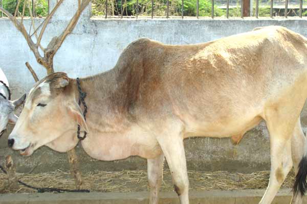 पशुओ में होनेवाले मुहपका और खुरपका रोग के लक्षण और रोकथाम कैसे करें पशुओ में होनेवाले मुहपका और खुरपका रोग के लक्षण और रोकथाम कैसे करें