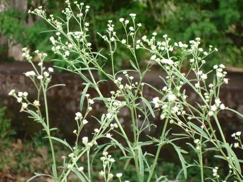 जाने किस प्रकार का स्वभाव होता है, गाजर घास के पौधे का और यह क्या प्रभाव डालता है जाने किस प्रकार का स्वभाव होता है, गाजर घास के पौधे का और यह क्या प्रभाव डालता है