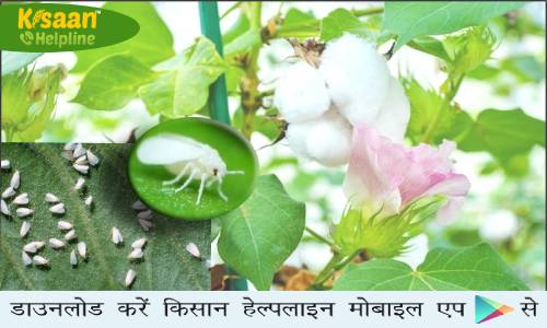 फसलों पर सफ़ेद मक्खी का प्रकोप, किसान रहे सतर्क, ऐसे करें सफ़ेद मक्खी का नियंत्रण फसलों पर सफ़ेद मक्खी का प्रकोप, किसान रहे सतर्क, ऐसे करें सफ़ेद मक्खी का नियंत्रण