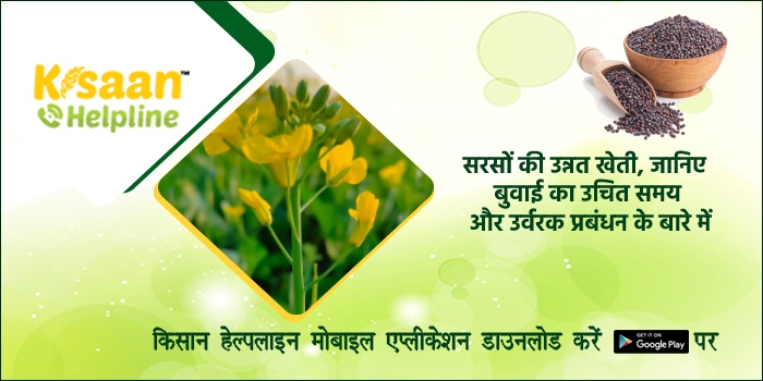 सरसों की उन्नत खेती, जानिए बुवाई का उचित समय और उर्वरक प्रबंधन के बारे में