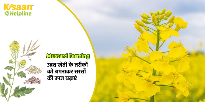 Mustard Farming : उन्नत खेती के तरीकों को अपनाकर सरसों की उपज बढ़ाएं 