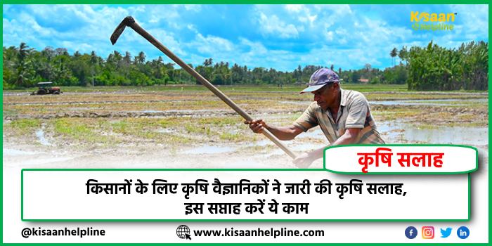 किसानों के लिए कृषि वैज्ञानिकों ने जारी की कृषि सलाह, इस सप्ताह करें ये काम किसानों के लिए कृषि वैज्ञानिकों ने जारी की कृषि सलाह, इस सप्ताह करें ये काम