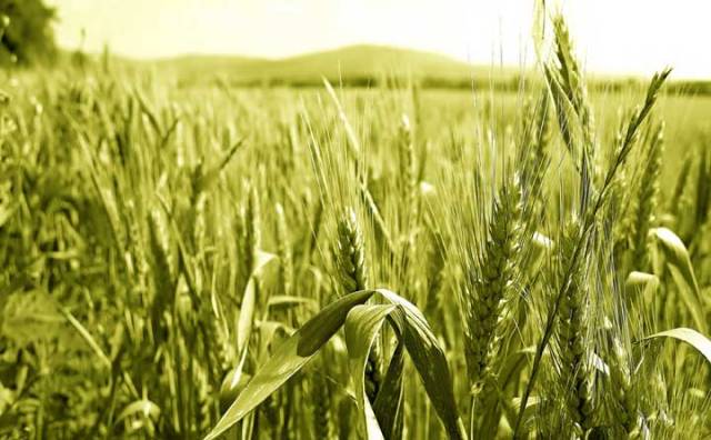 क्या आप जानते है, गेहूं की खेती करने का सही समय, बीज दर, बीज शोधन और बुवाई करने की सही विधि क्या आप जानते है, गेहूं की खेती करने का सही समय, बीज दर, बीज शोधन और बुवाई करने की सही विधि