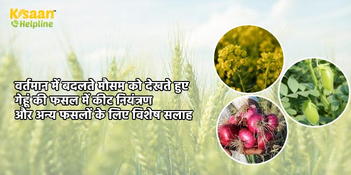 वर्तमान में बदलते मौसम को देखते हुए गेहूं की फसल में कीट नियंत्रण और अन्य फसलों के लिए विशेष सलाह वर्तमान में बदलते मौसम को देखते हुए गेहूं की फसल में कीट नियंत्रण और अन्य फसलों के लिए विशेष सलाह