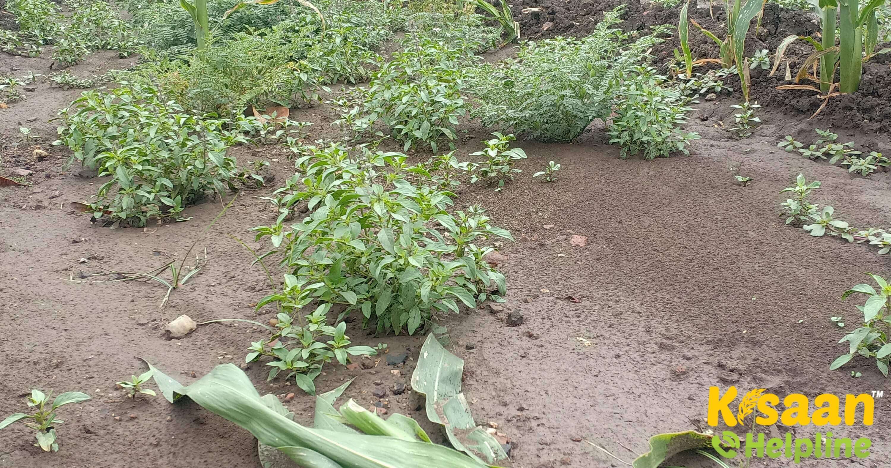 बेमौसम बारिश के कारण किसानों को फसलों में हो रहा है, ज्यादा नुकसान बेमौसम बारिश के कारण किसानों को फसलों में हो रहा है, ज्यादा नुकसान