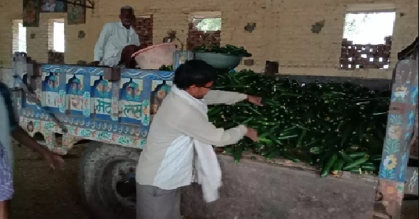 लॉकडाउन के दौरान किसान मंडी तक सब्जियां पहुंचाने में असमर्थ, राजस्थान में 2 ट्रॉली खीरा गायों को खिलाया