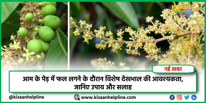 आम के पेड़ में फल लगने के दौरान विशेष देखभाल की आवश्यकता, जानिए उपाय और सलाह