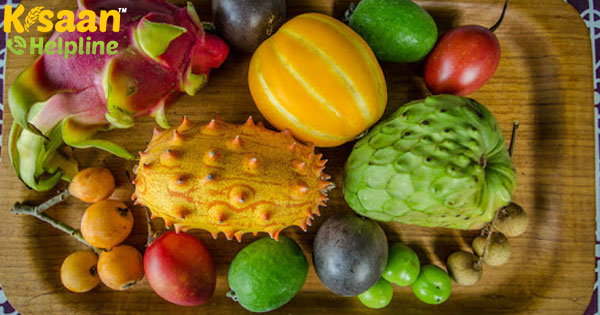 विदेशी फल दुर्लभ और महंगा, परिवहन में बाधाएं की वजह से नुकसान विदेशी फल दुर्लभ और महंगा, परिवहन में बाधाएं की वजह से नुकसान