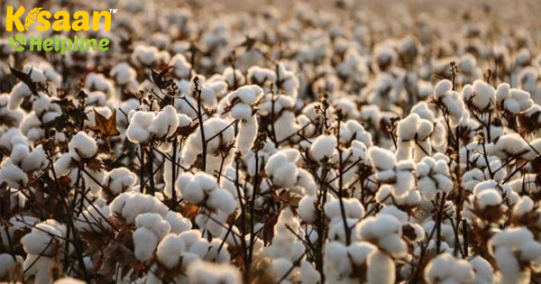 COVID-19 के बीच नए कपास सीजन के लिए, किसानों को तैयार करना बेहतर कपास पहल COVID-19 के बीच नए कपास सीजन के लिए, किसानों को तैयार करना बेहतर कपास पहल