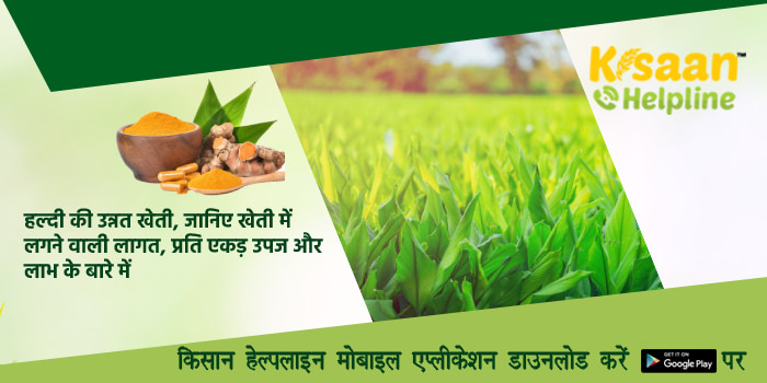 हल्दी की उन्नत खेती, जानिए खेती में लगने वाली लागत, प्रति एकड़ उपज और लाभ के बारे में 