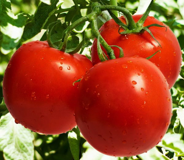 यहां 70 नहीं 3 रुपए किलो बिक रहे टमाटर फिर भी नहीं मिल रहे खरीददार यहां 70 नहीं 3 रुपए किलो बिक रहे टमाटर फिर भी नहीं मिल रहे खरीददार