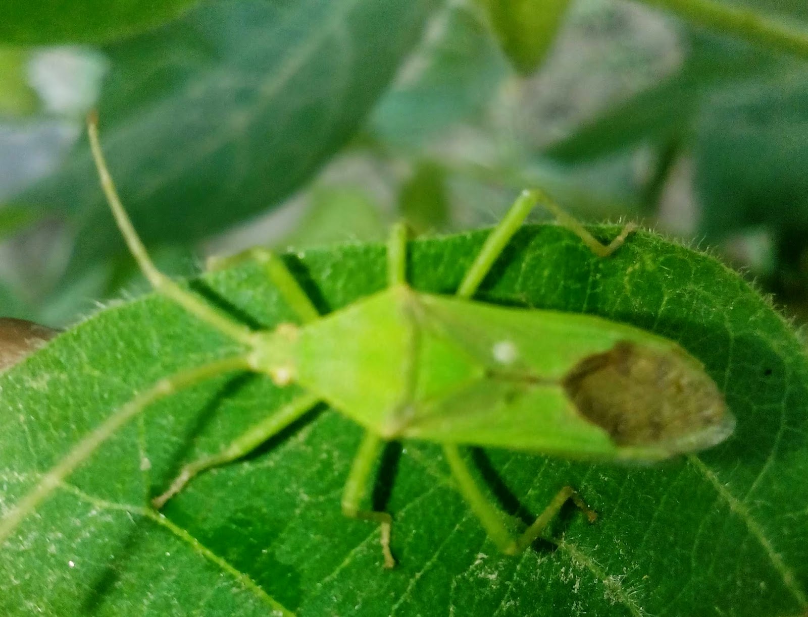 रसचूसक कीटो का सोयाबीन और कपास फसल पर आक्रमण