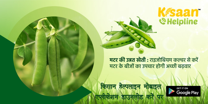 मटर की उन्नत खेती : राइजोबियम कल्चर से करें मटर के बीजों का उपचार होगी अच्छी बढ़वार