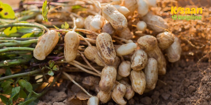 जानिए मूंगफली की फसल में लगने वाला जड़ गलन रोग के लक्षण और नियंत्रण के उपाय