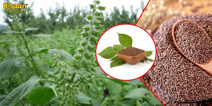 पेरिल्ला की खेती, जानिए इसकी खेती करने के तरीके और उपयोग के बारे में पेरिल्ला की खेती, जानिए इसकी खेती करने के तरीके और उपयोग के बारे में