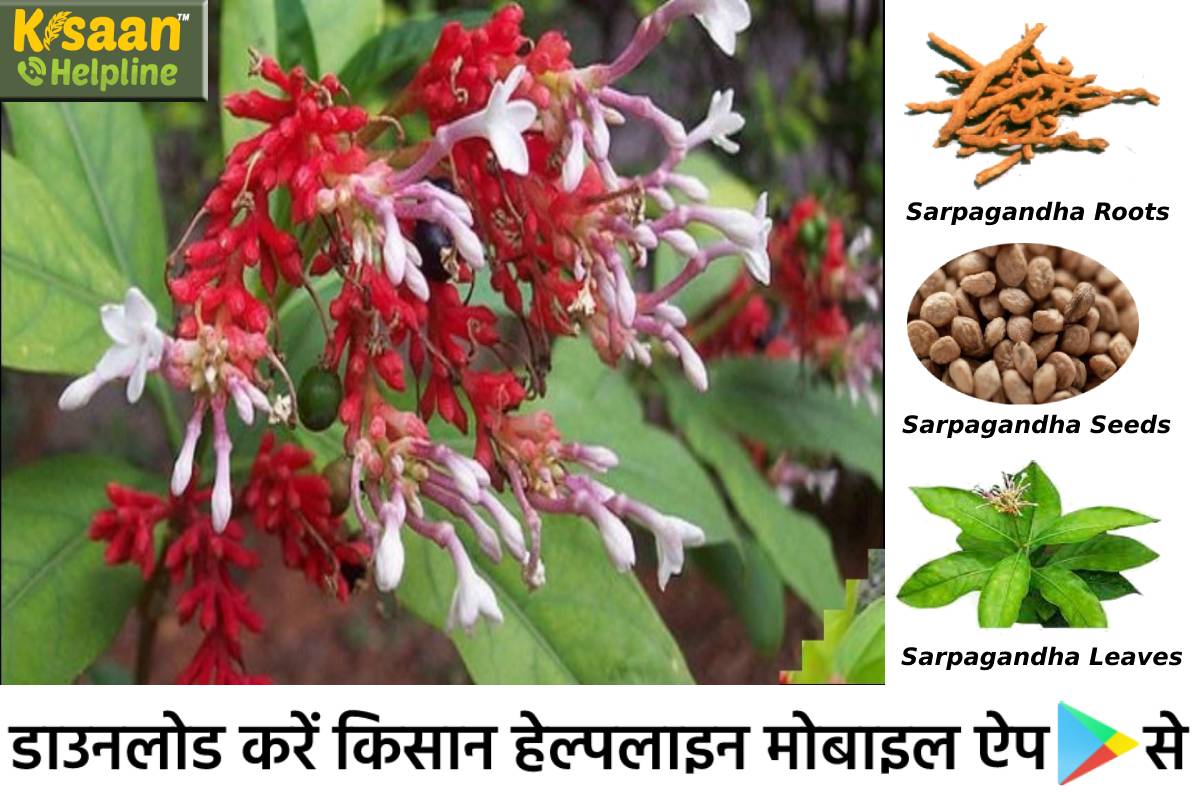 इस औषधीय पौधे के बीज- पत्ते और जड़ों तक की होती है बिक्री, इस औषधीय पौधे की खेती करने से होगी लाखों में कमाई