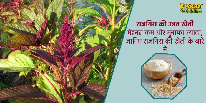 राजगिरा की उन्नत खेती : मेहनत कम और मुनाफा ज्यादा, जानिए राजगिरा की खेती के बारे में राजगिरा की उन्नत खेती : मेहनत कम और मुनाफा ज्यादा, जानिए राजगिरा की खेती के बारे में