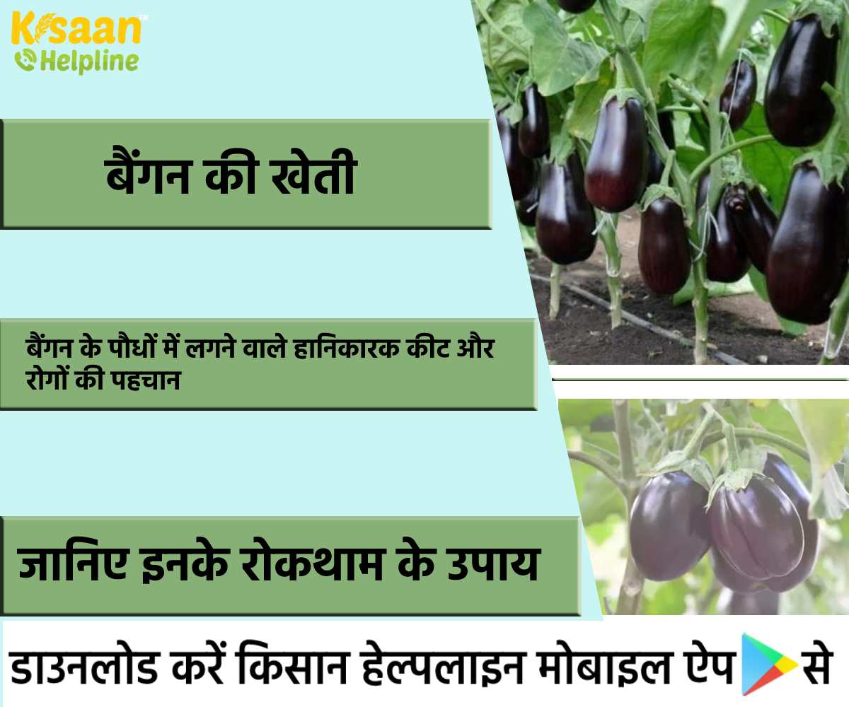 बैंगन के पौधों में लगने वाले हानिकारक कीट और रोगों से फसल की सुरक्षा, जानिए रोकथाम के उपाय