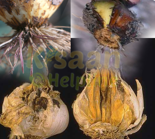 प्याज की फसल में आर्द्रगलन (डैम्पिंग आफ) रोग के लक्षण और उसकी रोकथाम प्याज की फसल में आर्द्रगलन (डैम्पिंग आफ) रोग के लक्षण और उसकी रोकथाम